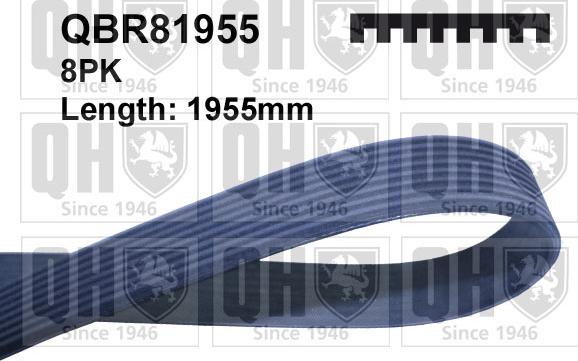 Quinton Hazell QBR81955 - Ķīļrievu siksna ps1.lv